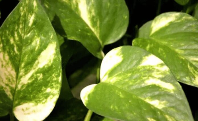 Money Tree Leaves Turning Yellow