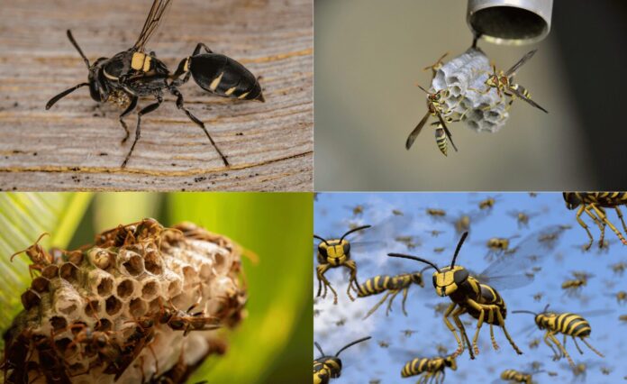 How to Get Rid of Wasps Safely?